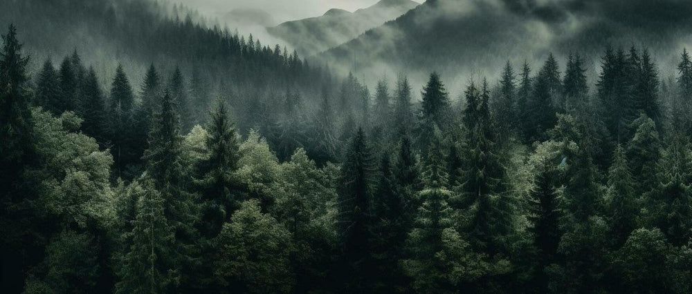 North American Forest